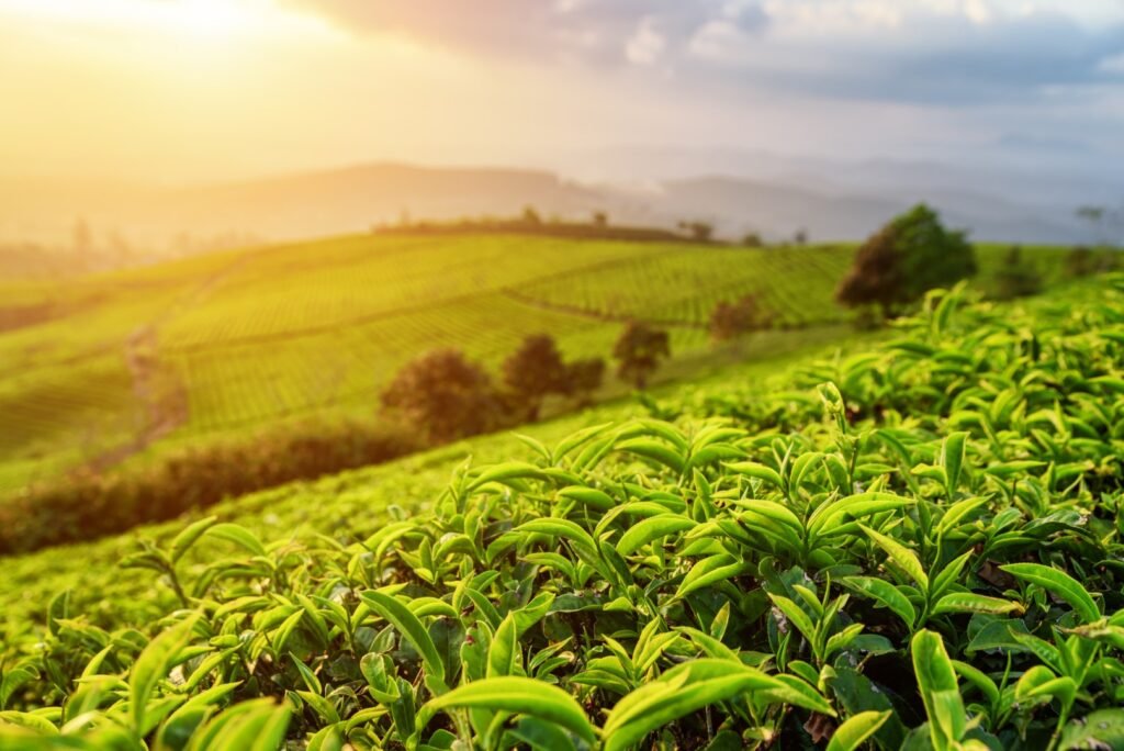 Tea Country Experience Tour