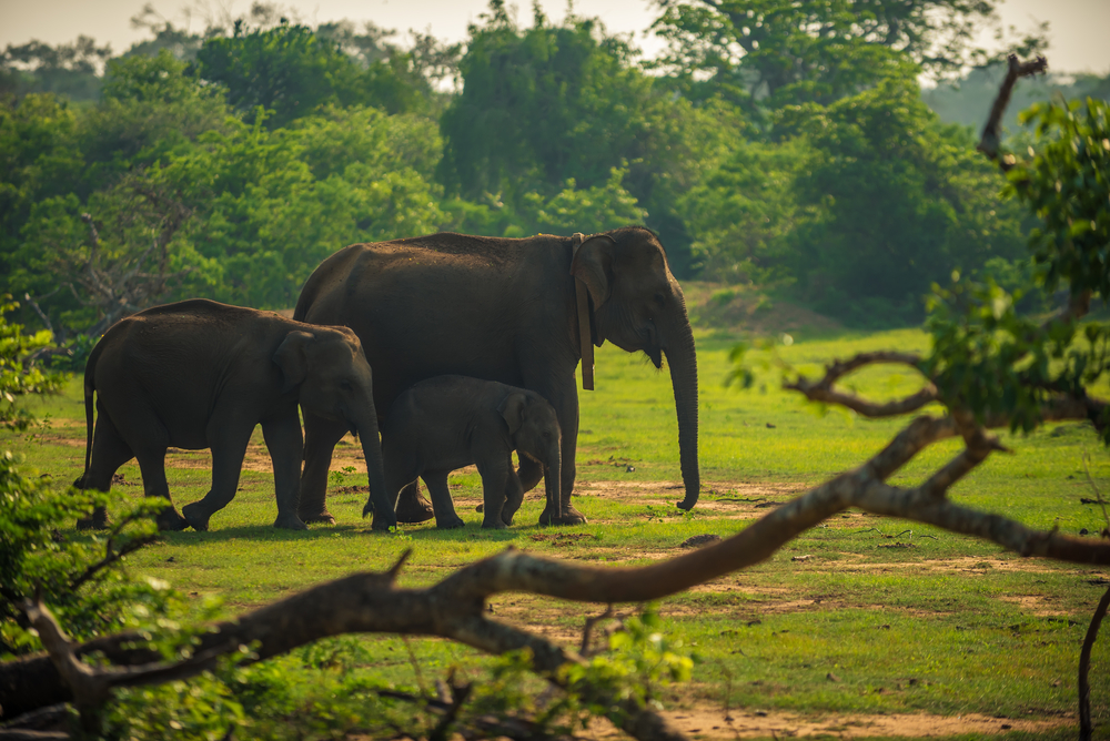 Yala Safari Tour