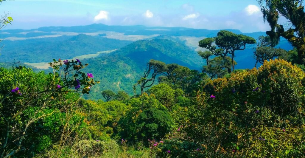 Horton Plains Nature Tour
